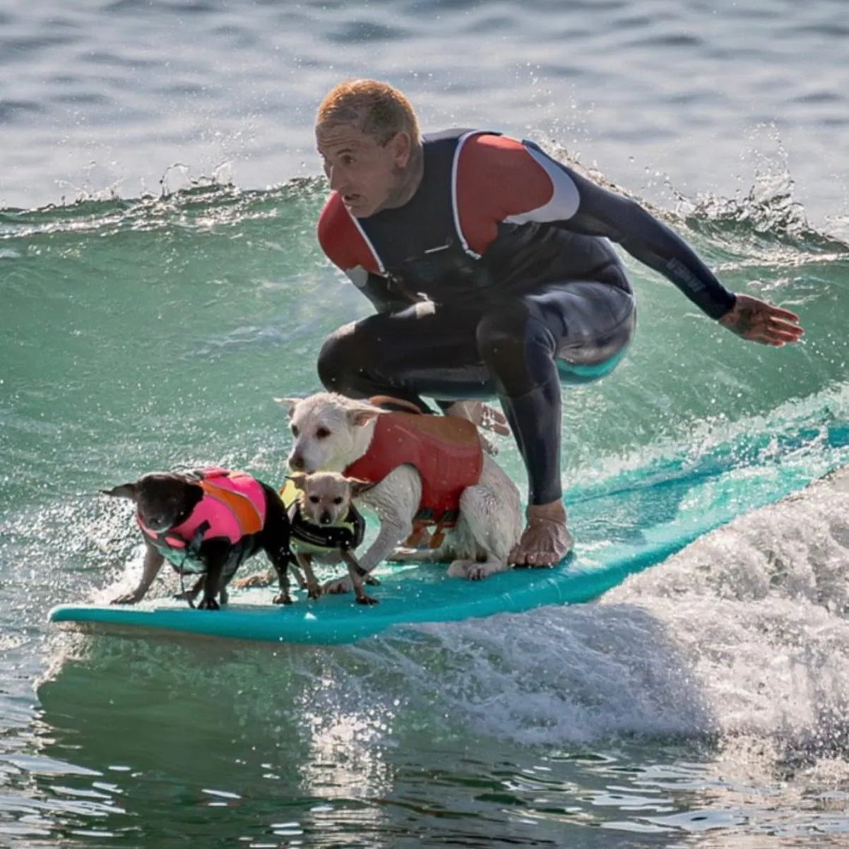 @sugarthesurfingdog wearing JANGA ACID wetsuit surfing with dogs